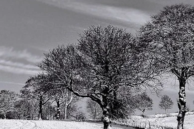 640x1136 Black And White Winter Iphone 5 Wallpapers