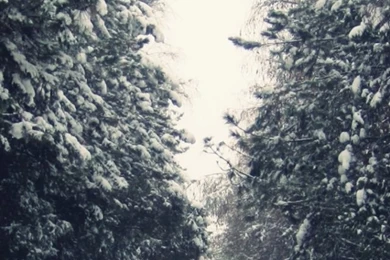 640x1136 Winter Avenue Forest & Road Iphone 5 Wallpapers