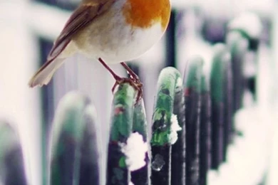 Snow Fence Bird Winter iPhone 5s Wallpapers Download