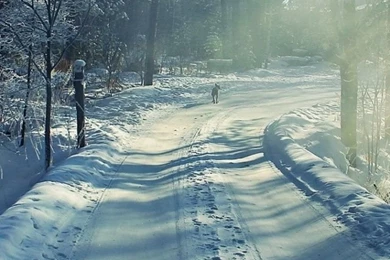 640x1136 Winter Road & Forest Iphone 5 Wallpapers