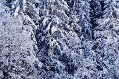 640x1136 Wallpapers Winter Forest iPhone 5 Wallpapers