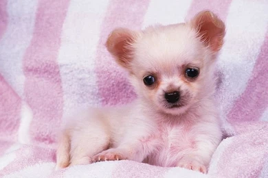 Lovely Puppy Portraits Studio Shots Of Cute Puppies 1600 1200 Baby ...