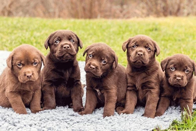 Dog Dogs Puppy Baby Puppies K Wallpapers