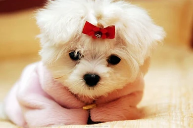 Cute Baby Puppies Hd Wallpapers The Wallpapers 1920x1200PX White ...