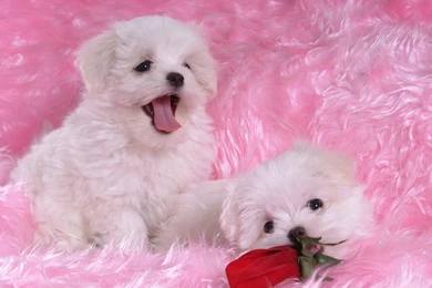 Puppy Dog White Baby Dog Wallpapers 15332 Puppy Dogs White Maltese ...