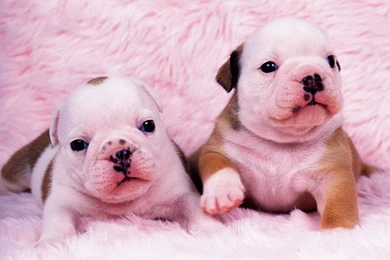 Cartoon Baby Animals Hd Widescreen 11 Hd Wallpapers Amagico