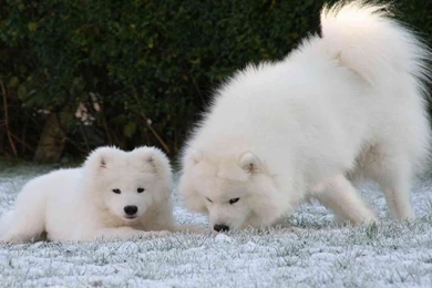 SAMOYED Dog Dogs Canine Baby Puppy Wallpapers