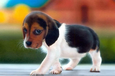 Puppy Babies – Funny Pics