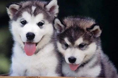 Baby Siberian Husky Wallpapers   Wallpaper.