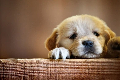 Puppy Cool Dog Wallpapers Hd For Facebook Cover – Finehdwallpaperr.com