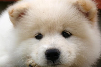 SAMOYED Dog Dogs Canine Baby Puppy Wallpapers