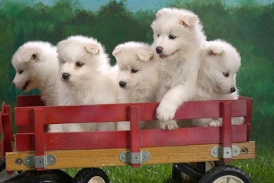 SAMOYED Dog Dogs Canine Baby Puppy Wallpapers
