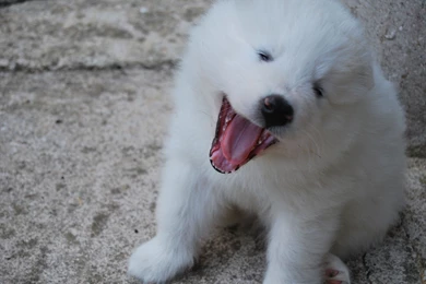 SAMOYED Dog Dogs Canine Baby Puppy Wallpapers