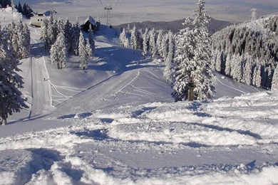 Nature Snow Ski Forest HD Wallpapers Wallpapers   (