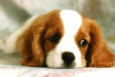 Cute Puppies Wallpapers 10001 Hd Wallpapers In Animals Imagesci ...