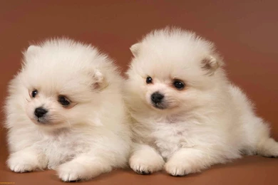 Hd Puppies Pictures, Puppies Images, Puppy Photos, Puppies ...