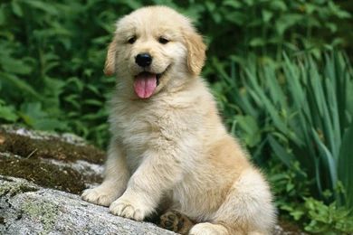Hd Free Puppy Backgrounds