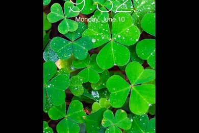 Clover Patch 1080p Phone Wallpapers