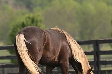 Field iphone6plus.jpg