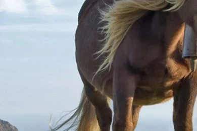 Horse iPhone 5 Wallpapers