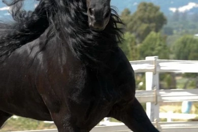 Download Wallpapers 640x960 Horse, Color, Race, Handsome, Mane ...