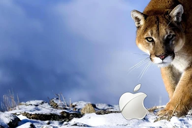 Apple Wild Wallpapers.jpg