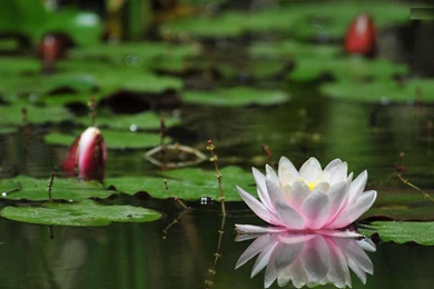 Water Lily Flower HD Wallpapers