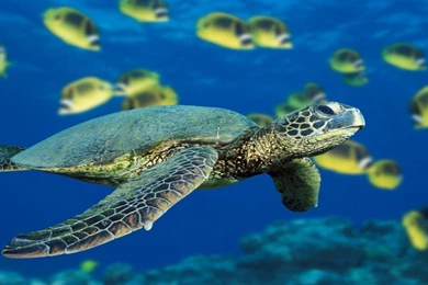 Free Desktop Themes_other_download Free Wallpapers