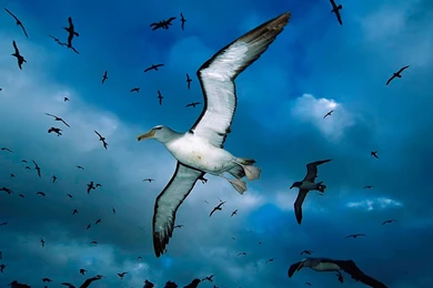 Flying Birds Desktop Wallpapers, Flying Birds Images, New Wallpapers