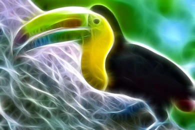 Toucan HD Wallpaper, Toucan Backgrounds, New Wallpapers