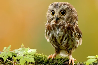Pictures Of Baby Owls   HD Wallpapers Pretty