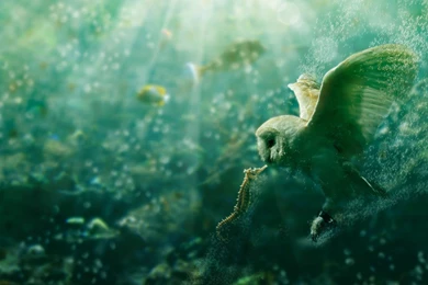 Owl Computer Wallpapers, Desktop Backgrounds