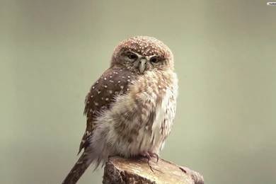 YouWall   Little Weird Owl Wallpapers   Wallpaper,wallpapers,free ...