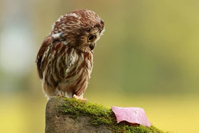 Wallpaper: Funny Owl