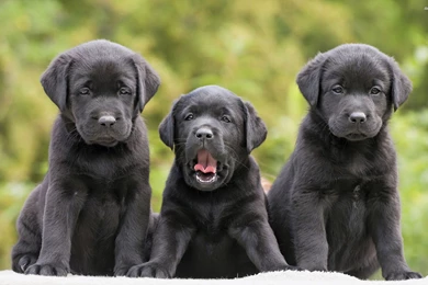 Black Labrador Retriver Puppies Wallpapers   Animal Wallpapers