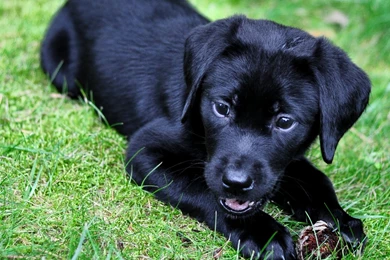 Black Labrador Dog Animals Wallpapers Black Lab Puppies ...