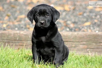 Pictures Of Black Lab Puppies   Wallpapers HD Base
