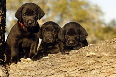 Black Labrador Puppy Hd Wallpapers 1920 1200   PowerballForLife