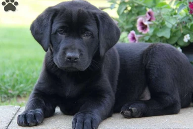 Black Lab Puppy Puppies Wallpapers 13984427 Fanpop   PowerballForLife