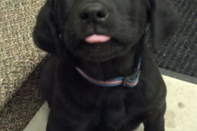 Black Lab Puppy Wallpapers HD cute.jpg