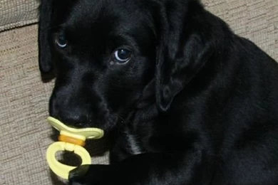 Black Lab Puppies   PowerballForLife