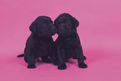 1600*1200 Two Black Labrador Puppies   Cute Labrador Puppy Photos ...
