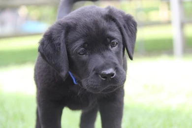 Concept Design Home: Cute Black Lab Puppy Pictures