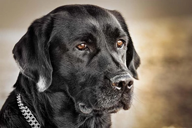 Black Labrador Retriever Wallpapers   (