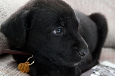 Black Labrador Puppy Wallpapers   765814