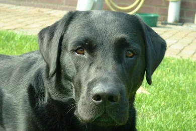 Black Labrador Retriever Photo And Wallpaper. Beautiful Black ...