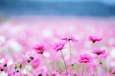 30+ Flower Backgrounds