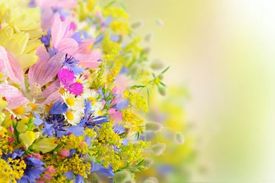 Pretty Flower Backgrounds HD Wallpapers Desktop Wallpapers ...