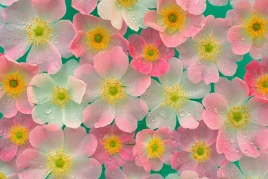 Top Pretty Flowers Images For Pinterest