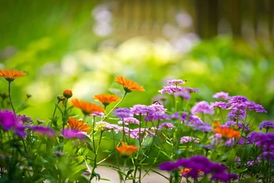 Flower wallpaper 2015.jpg